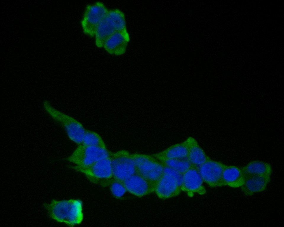 ICC staining of MRPL28 in 293T cells (green). Formalin fixed cells were permeabilized with 0.1% Triton X-100 in TBS for 10 minutes at room temperature and blocked with 1% Blocker BSA for 15 minutes at room temperature. Cells were probed with the primary antibody (ET7111-30, 1/100) for 1 hour at room temperature, washed with PBS. Alexa Fluor®488 Goat anti-Rabbit IgG was used as the secondary antibody at 1/1,000 dilution. The nuclear counter stain is DAPI (blue).