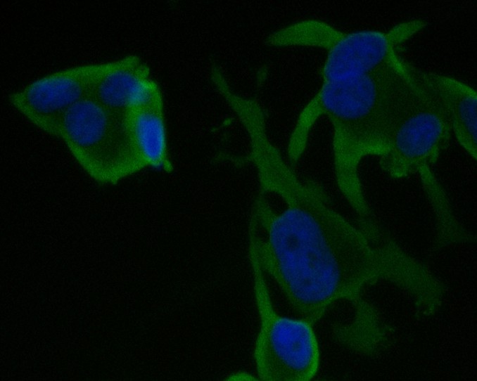 ICC staining of MRPL28 in MCF-7 cells (green). Formalin fixed cells were permeabilized with 0.1% Triton X-100 in TBS for 10 minutes at room temperature and blocked with 1% Blocker BSA for 15 minutes at room temperature. Cells were probed with the primary antibody (ET7111-30, 1/100) for 1 hour at room temperature, washed with PBS. Alexa Fluor®488 Goat anti-Rabbit IgG was used as the secondary antibody at 1/1,000 dilution. The nuclear counter stain is DAPI (blue).