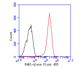 Flow cytometric analysis of PAK1 was done on F9 cells. The cells were fixed, permeabilized and stained with the primary antibody (ET7111-33, 1/50) (red). After incubation of the primary antibody at room temperature for an hour, the cells were stained with a Alexa Fluor 488-conjugated Goat anti-Rabbit IgG Secondary antibody at 1/1000 dilution for 30 minutes.Unlabelled sample was used as a control (cells without incubation with primary antibody; black).
