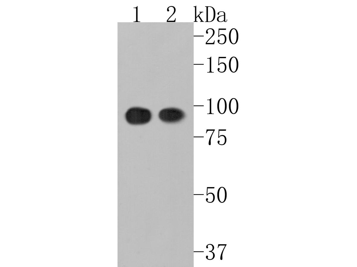 Western blot analysis of Calmegin on different lysates. Proteins were transferred to a PVDF membrane and blocked with 5% BSA in PBS for 1 hour at room temperature. The primary antibody (ET7111-36, 1/500) was used in 5% BSA at room temperature for 2 hours. Goat Anti-Rabbit IgG - HRP Secondary Antibody (HA1001) at 1:5,000 dilution was used for 1 hour at room temperature.<br />
Positive control: <br />
Lane 1: Jurkat cell lysate<br />
Lane 2: 293T cell lysate