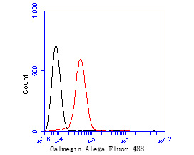 Flow cytometric analysis of Calmegin was done on SH-SY5Y cells. The cells were fixed, permeabilized and stained with the primary antibody (ET7111-36, 1/50) (red). After incubation of the primary antibody at room temperature for an hour, the cells were stained with a Alexa Fluor 488-conjugated Goat anti-Rabbit IgG Secondary antibody at 1/1000 dilution for 30 minutes.Unlabelled sample was used as a control (cells without incubation with primary antibody; black).