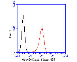 Flow cytometric analysis of Oct-2 was done on Daudi cells. The cells were fixed, permeabilized and stained with the primary antibody (ET7111-39, 1/50) (red). After incubation of the primary antibody at room temperature for an hour, the cells were stained with a Alexa Fluor 488-conjugated Goat anti-Rabbit IgG Secondary antibody at 1/1000 dilution for 30 minutes.Unlabelled sample was used as a control (cells without incubation with primary antibody; black).