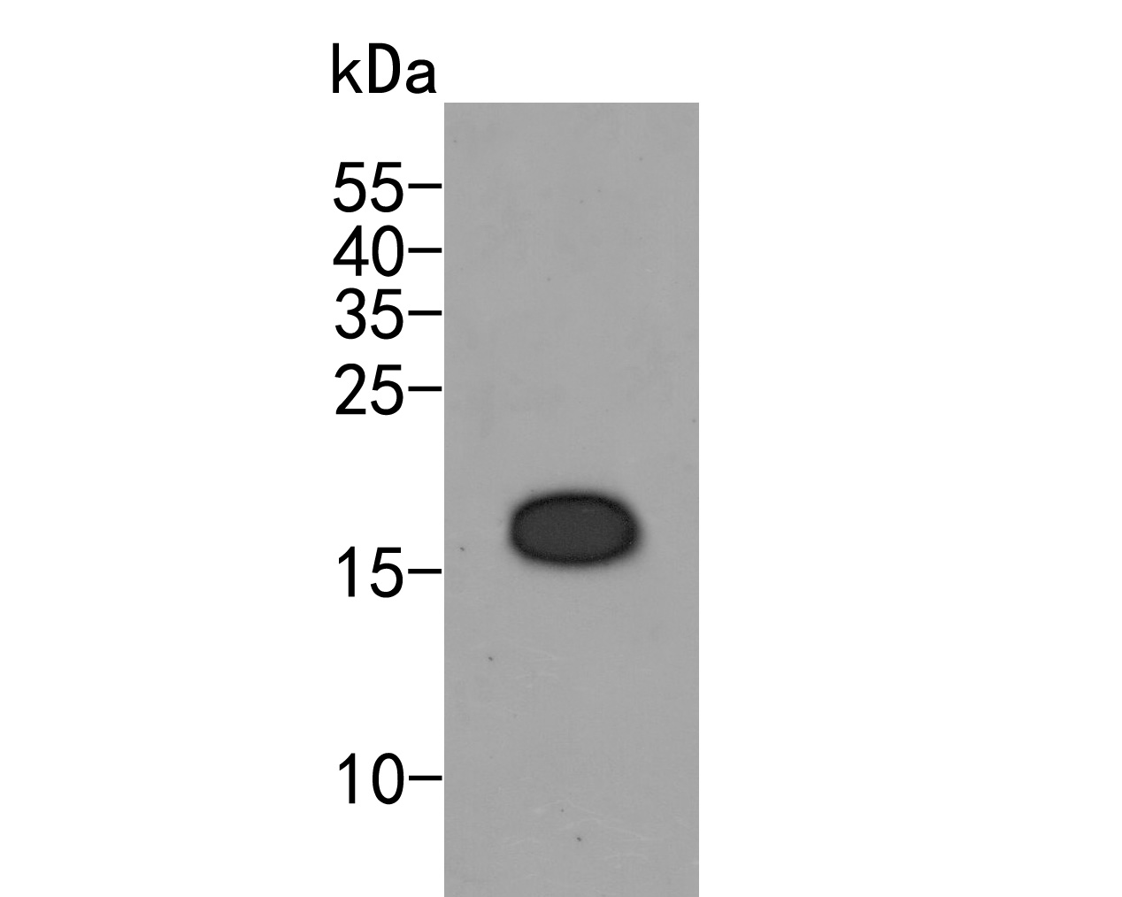 Western blot analysis of hNaa50p on K562 cell lysates. Proteins were transferred to a PVDF membrane and blocked with 5% BSA in PBS for 1 hour at room temperature. The primary antibody (HA500001, 1/500) was used in 5% BSA at room temperature for 2 hours. Goat Anti-Rabbit IgG - HRP Secondary Antibody (HA1001) at 1:5,000 dilution was used for 1 hour at room temperature.
