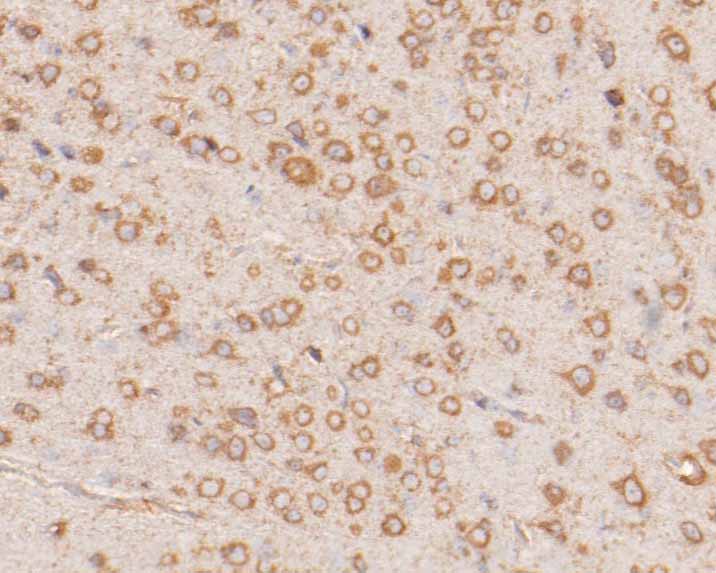 Immunohistochemical analysis of paraffin-embedded mouse brain tissue using anti-hNaa50p antibody. The section was pre-treated using heat mediated antigen retrieval with sodium citrate buffer (pH 6.0) for 20 minutes. The tissues were blocked in 5% BSA for 30 minutes at room temperature, washed with ddH2O and PBS, and then probed with the primary antibody (HA500001, 1/400)  for 30 minutes at room temperature. The detection was performed using an HRP conjugated compact polymer system. DAB was used as the chromogen. Tissues were counterstained with hematoxylin and mounted with DPX.