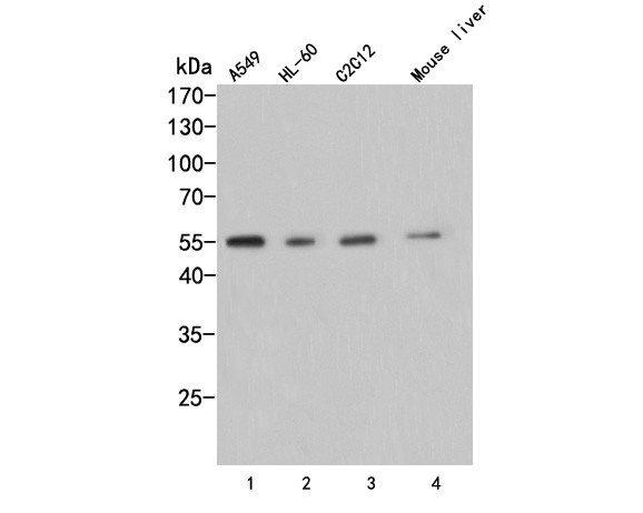 Western blot analysis of AVPR1A on different lysates. Proteins were transferred to a PVDF membrane and blocked with 5% BSA in PBS for 1 hour at room temperature. The primary antibody (HA500002, 1/500) was used in 5% BSA at room temperature for 2 hours. Goat Anti-Rabbit IgG - HRP Secondary Antibody (HA1001) at 1:5,000 dilution was used for 1 hour at room temperature.<br />
Positive control: <br />
Lane 1: A549 cell lysate<br />
Lane 2: HL-60 cell lysate<br />
Lane 3: C2C12 cell lysate<br />
Lane 4: Mouse liver tissue lysate