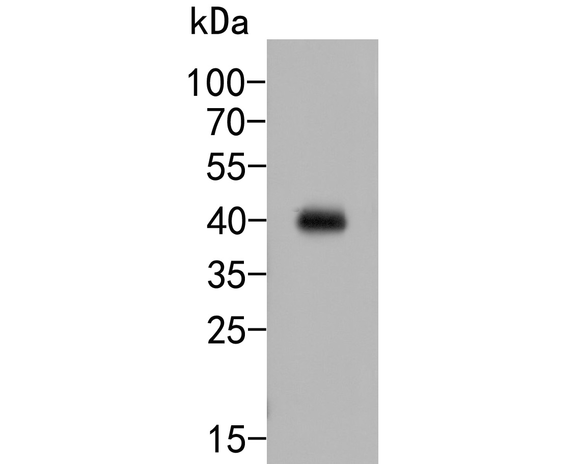 Western blot analysis of FCGRT on THP-1 cell lysates. Proteins were transferred to a PVDF membrane and blocked with 5% BSA in PBS for 1 hour at room temperature. The primary antibody (HA500006, 1/500) was used in 5% BSA at room temperature for 2 hours. Goat Anti-Rabbit IgG - HRP Secondary Antibody (HA1001) at 1:5,000 dilution was used for 1 hour at room temperature.