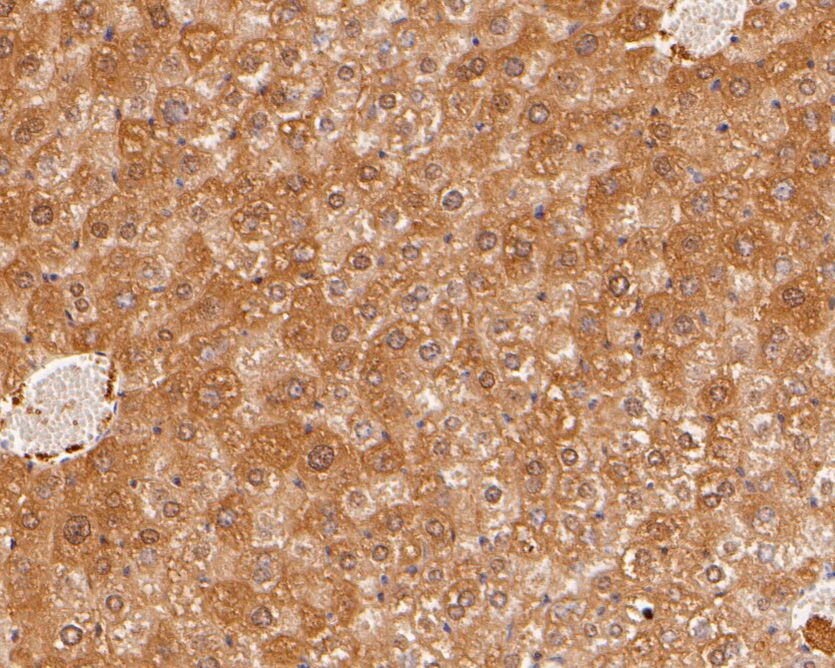 Immunohistochemical analysis of paraffin-embedded mouse liver tissue using anti-HPD antibody. The section was pre-treated using heat mediated antigen retrieval with sodium citrate buffer (pH 6.0) for 20 minutes. The tissues were blocked in 5% BSA for 30 minutes at room temperature, washed with ddH2O and PBS, and then probed with the primary antibody (HA500012, 1/800)  for 30 minutes at room temperature. The detection was performed using an HRP conjugated compact polymer system. DAB was used as the chromogen. Tissues were counterstained with hematoxylin and mounted with DPX.