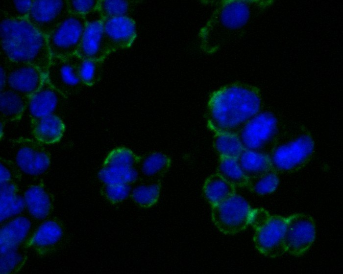 ICC staining of TAG1 in F9 cells (green). Formalin fixed cells were permeabilized with 0.1% Triton X-100 in TBS for 10 minutes at room temperature and blocked with 1% Blocker BSA for 15 minutes at room temperature. Cells were probed with the primary antibody (HA500013, 1/200) for 1 hour at room temperature, washed with PBS. Alexa Fluor®488 Goat anti-Rabbit IgG was used as the secondary antibody at 1/1,000 dilution. The nuclear counter stain is DAPI (blue).