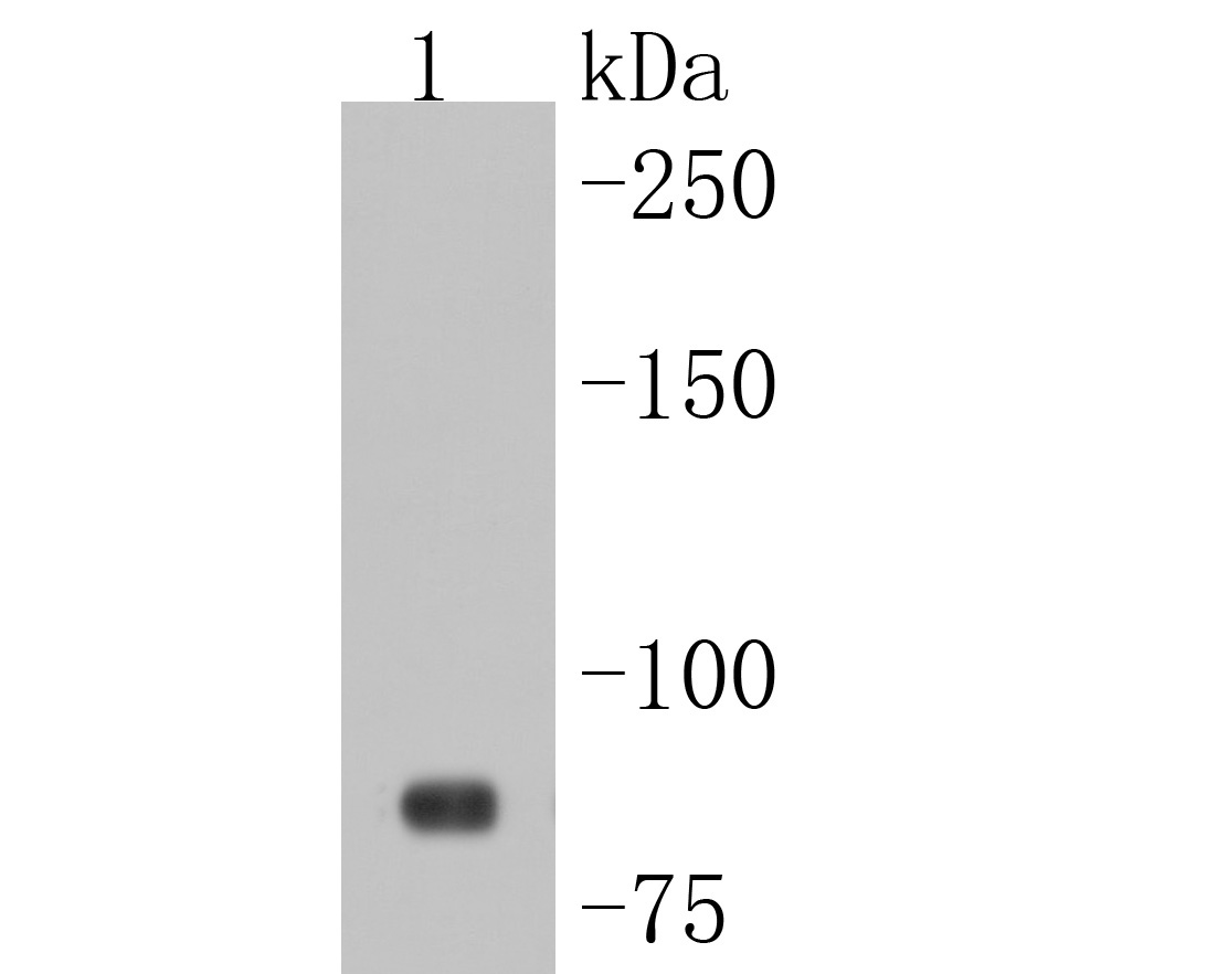 Western blot analysis of BRCA1 on different lysates. Proteins were transferred to a PVDF membrane and blocked with 5% BSA in PBS for 1 hour at room temperature. The primary antibody (HA500015, 1/500) was used in 5% BSA at room temperature for 2 hours. Goat Anti-Rabbit IgG - HRP Secondary Antibody (HA1001) at 1:5,000 dilution was used for 1 hour at room temperature.<br />
Positive control: <br />
Lane 1: Daudi cell lysate<br />
Lane 2: Rat brain tissue lysate<br />
Lane 3: NIH/3T3 cell lysate