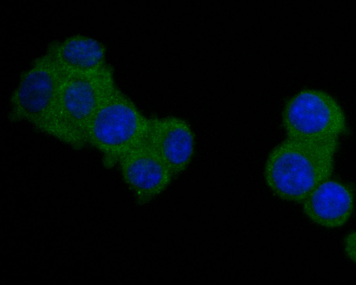ICC staining of GKAP in N2A cells (green). Formalin fixed cells were permeabilized with 0.1% Triton X-100 in TBS for 10 minutes at room temperature and blocked with 1% Blocker BSA for 15 minutes at room temperature. Cells were probed with the primary antibody (HA500018, 1/50) for 1 hour at room temperature, washed with PBS. Alexa Fluor®488 Goat anti-Rabbit IgG was used as the secondary antibody at 1/1,000 dilution. The nuclear counter stain is DAPI (blue).