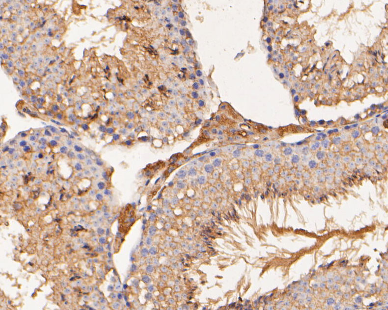 Immunohistochemical analysis of paraffin-embedded mouse testis tissue using anti-GKAP antibody. The section was pre-treated using heat mediated antigen retrieval with Tris-EDTA buffer (pH 8.0-8.4) for 20 minutes.The tissues were blocked in 5% BSA for 30 minutes at room temperature, washed with ddH2O and PBS, and then probed with the primary antibody (HA500018, 1/50) for 30 minutes at room temperature. The detection was performed using an HRP conjugated compact polymer system. DAB was used as the chromogen. Tissues were counterstained with hematoxylin and mounted with DPX.
