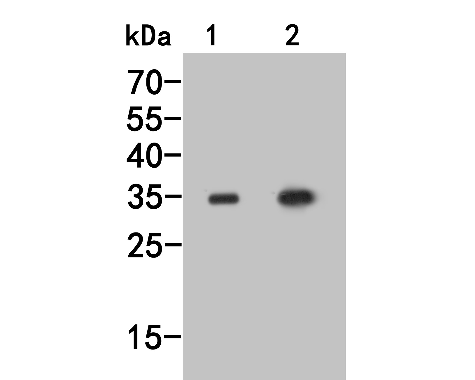 Western blot analysis of MEMO1 on different lysates. Proteins were transferred to a PVDF membrane and blocked with 5% BSA in PBS for 1 hour at room temperature. The primary antibody (HA500024, 1/1000) was used in 5% BSA at room temperature for 2 hours. Goat Anti-Rabbit IgG - HRP Secondary Antibody (HA1001) at 1:5,000 dilution was used for 1 hour at room temperature.<br />
Positive control: <br />
Lane 1: Mouse lung tissue lysate<br />
Lane 2: Mouse colon tissue lysate