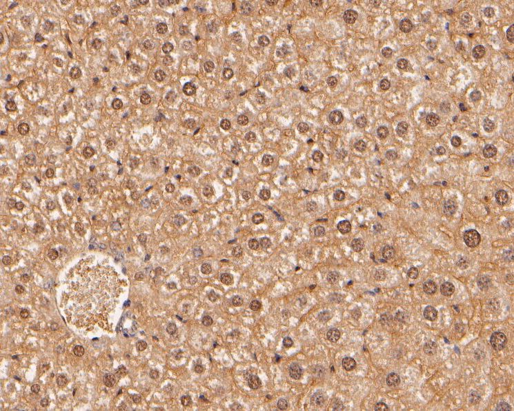Immunohistochemical analysis of paraffin-embedded mouse liver tissue using anti-MEMO1 antibody. The section was pre-treated using heat mediated antigen retrieval with sodium citrate buffer (pH 6.0) for 20 minutes. The tissues were blocked in 5% BSA for 30 minutes at room temperature, washed with ddH2O and PBS, and then probed with the primary antibody (HA500024, 1/400)  for 30 minutes at room temperature. The detection was performed using an HRP conjugated compact polymer system. DAB was used as the chromogen. Tissues were counterstained with hematoxylin and mounted with DPX.