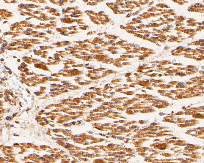 Immunohistochemical analysis of paraffin-embedded human skeletal muscle tissue using anti-MEMO1 antibody. The section was pre-treated using heat mediated antigen retrieval with sodium citrate buffer (pH 6.0) for 20 minutes. The tissues were blocked in 5% BSA for 30 minutes at room temperature, washed with ddH2O and PBS, and then probed with the primary antibody (HA500024, 1/400)  for 30 minutes at room temperature. The detection was performed using an HRP conjugated compact polymer system. DAB was used as the chromogen. Tissues were counterstained with hematoxylin and mounted with DPX.