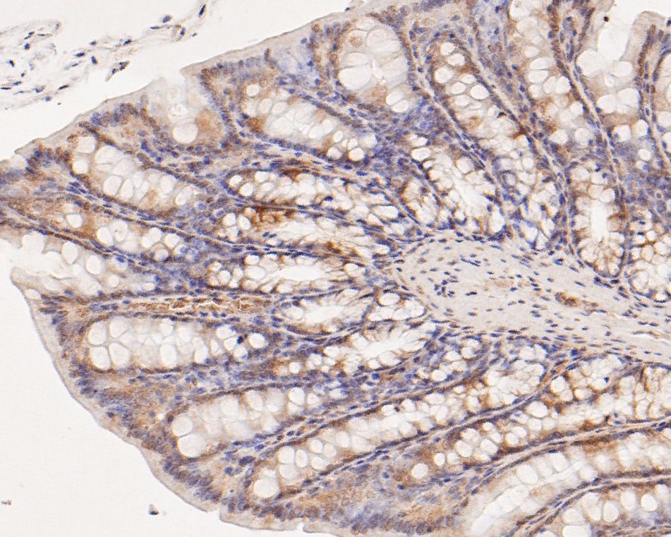 Immunohistochemical analysis of paraffin-embedded rat large intestine tissue using anti-MEMO1 antibody. The section was pre-treated using heat mediated antigen retrieval with sodium citrate buffer (pH 6.0) for 20 minutes. The tissues were blocked in 5% BSA for 30 minutes at room temperature, washed with ddH2O and PBS, and then probed with the primary antibody (HA500024, 1/400)  for 30 minutes at room temperature. The detection was performed using an HRP conjugated compact polymer system. DAB was used as the chromogen. Tissues were counterstained with hematoxylin and mounted with DPX.