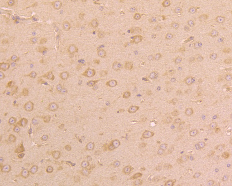 Immunohistochemical analysis of paraffin-embedded mouse brain tissue using anti-UGGT1 antibody. The section was pre-treated using heat mediated antigen retrieval with Tris-EDTA buffer (pH 8.0-8.4) for 20 minutes.The tissues were blocked in 5% BSA for 30 minutes at room temperature, washed with ddH2O and PBS, and then probed with the primary antibody (HA500025, 1/200) for 30 minutes at room temperature. The detection was performed using an HRP conjugated compact polymer system. DAB was used as the chromogen. Tissues were counterstained with hematoxylin and mounted with DPX.