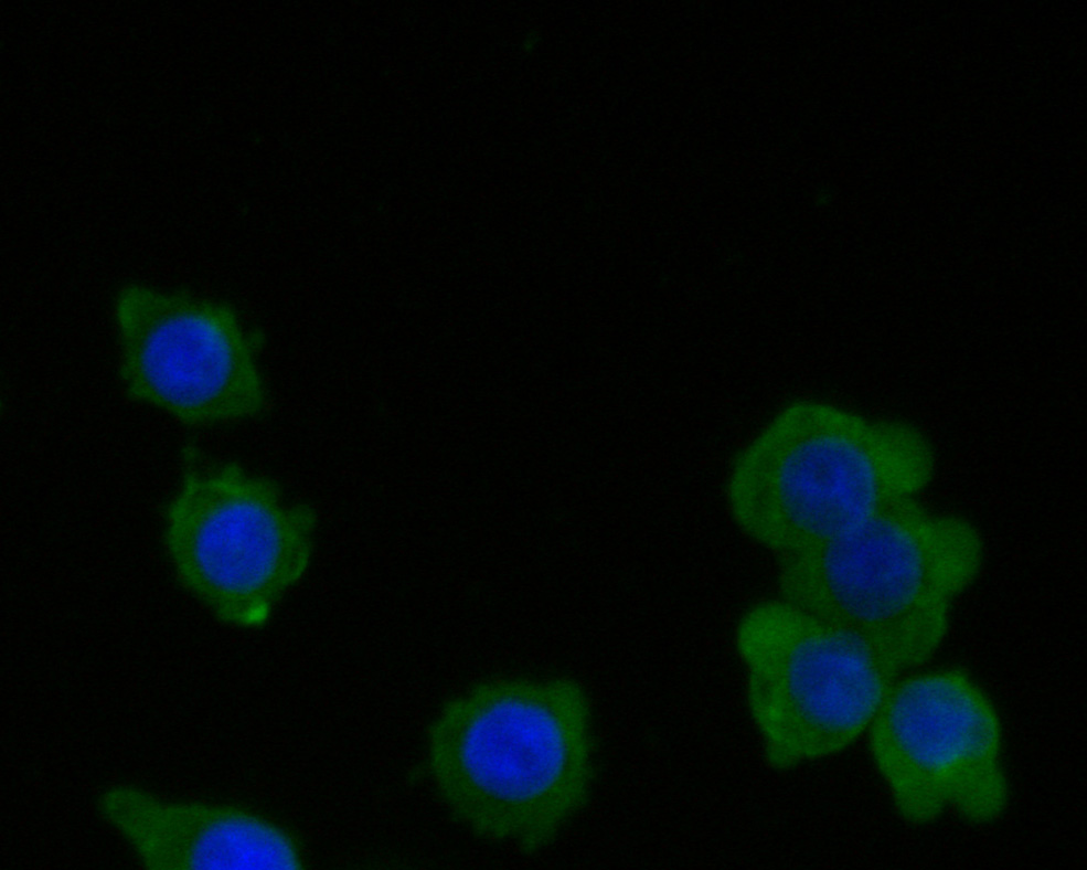ICC staining of RARS in SW620 cells (green). Formalin fixed cells were permeabilized with 0.1% Triton X-100 in TBS for 10 minutes at room temperature and blocked with 1% Blocker BSA for 15 minutes at room temperature. Cells were probed with the primary antibody (HA500027, 1/50) for 1 hour at room temperature, washed with PBS. Alexa Fluor®488 Goat anti-Rabbit IgG was used as the secondary antibody at 1/1,000 dilution. The nuclear counter stain is DAPI (blue).