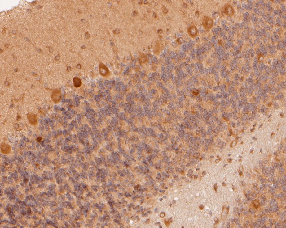 Immunohistochemical analysis of paraffin-embedded rat cerebellum tissue using anti-RARS antibody. The section was pre-treated using heat mediated antigen retrieval with Tris-EDTA buffer (pH 8.0-8.4) for 20 minutes.The tissues were blocked in 5% BSA for 30 minutes at room temperature, washed with ddH2O and PBS, and then probed with the primary antibody (HA500027, 1/800) for 30 minutes at room temperature. The detection was performed using an HRP conjugated compact polymer system. DAB was used as the chromogen. Tissues were counterstained with hematoxylin and mounted with DPX.