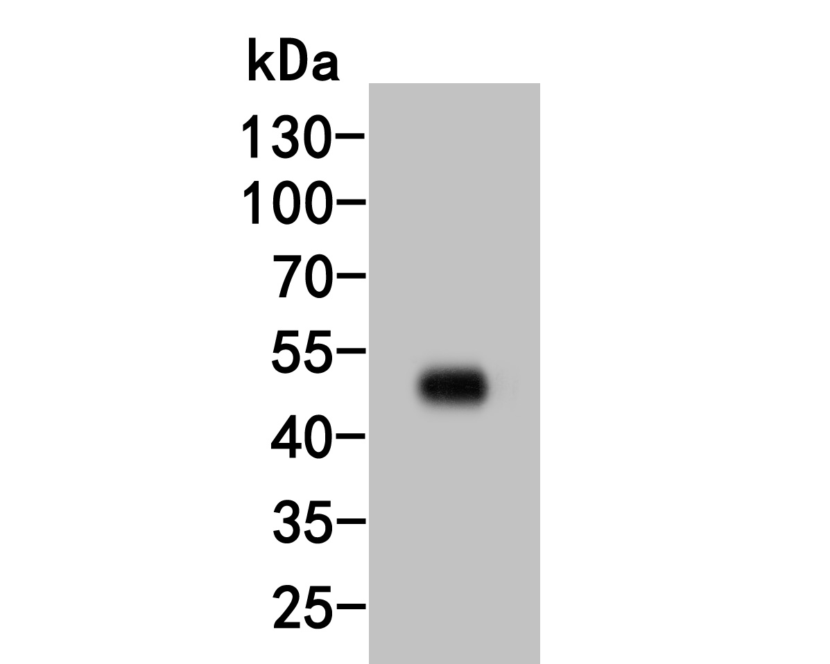 Western blot analysis of MAT2A on rat kidney tissue lysate. Proteins were transferred to a PVDF membrane and blocked with 5% BSA in PBS for 1 hour at room temperature. The primary antibody (HA500028, 1/1000) was used in 5% BSA at room temperature for 2 hours. Goat Anti-Rabbit IgG - HRP Secondary Antibody (HA1001) at 1:5,000 dilution was used for 1 hour at room temperature.