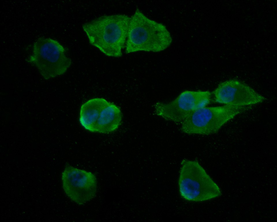 ICC staining of p50 dynamitin in PANC-1 cells (green). Formalin fixed cells were permeabilized with 0.1% Triton X-100 in TBS for 10 minutes at room temperature and blocked with 1% Blocker BSA for 15 minutes at room temperature. Cells were probed with the primary antibody (HA500029, 1/50) for 1 hour at room temperature, washed with PBS. Alexa Fluor®488 Goat anti-Rabbit IgG was used as the secondary antibody at 1/1,000 dilution. The nuclear counter stain is DAPI (blue).