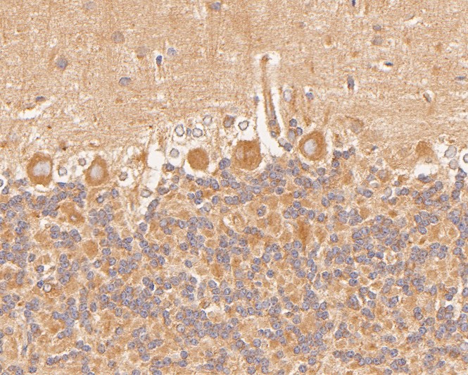 Immunohistochemical analysis of paraffin-embedded rat cerebellum tissue using anti-p50 dynamitin antibody. The section was pre-treated using heat mediated antigen retrieval with Tris-EDTA buffer (pH 8.0-8.4) for 20 minutes.The tissues were blocked in 5% BSA for 30 minutes at room temperature, washed with ddH2O and PBS, and then probed with the primary antibody (HA500029, 1/1,000) for 30 minutes at room temperature. The detection was performed using an HRP conjugated compact polymer system. DAB was used as the chromogen. Tissues were counterstained with hematoxylin and mounted with DPX.