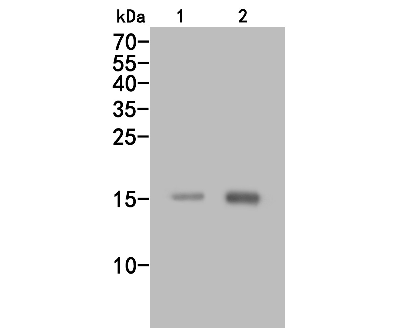 Western blot analysis of CCL2/MCP1 on different lysates. Proteins were transferred to a PVDF membrane and blocked with 5% BSA in PBS for 1 hour at room temperature. The primary antibody (HA500042, 1/500) was used in 5% BSA at room temperature for 2 hours. Goat Anti-Rabbit IgG - HRP Secondary Antibody (HA1001) at 1:5,000 dilution was used for 1 hour at room temperature.<br />
Positive control: <br />
Lane 1: A549 cell lysate<br />
Lane 2: Hela cell lysate