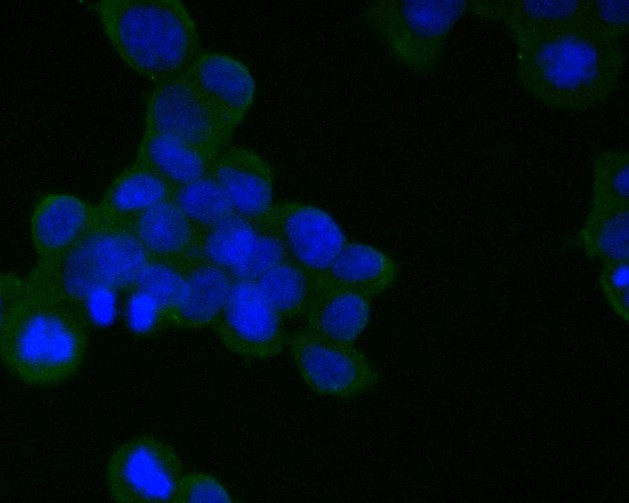 ICC staining of CD21 in 293T cells (green). Formalin fixed cells were permeabilized with 0.1% Triton X-100 in TBS for 10 minutes at room temperature and blocked with 1% Blocker BSA for 15 minutes at room temperature. Cells were probed with the primary antibody (HA600001, 1/100) for 1 hour at room temperature, washed with PBS. Alexa Fluor®488 Goat anti-Mouse IgG was used as the secondary antibody at 1/1,000 dilution. The nuclear counter stain is DAPI (blue).