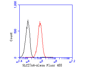 Flow cytometric analysis of SLC27A4 was done on A549 cells. The cells were fixed, permeabilized and stained with the primary antibody (HA720001, 1/50) (red). After incubation of the primary antibody at room temperature for an hour, the cells were stained with a Alexa Fluor 488-conjugated Goat anti-Rabbit IgG Secondary antibody at 1/1000 dilution for 30 minutes.Unlabelled sample was used as a control (cells without incubation with primary antibody; black).
