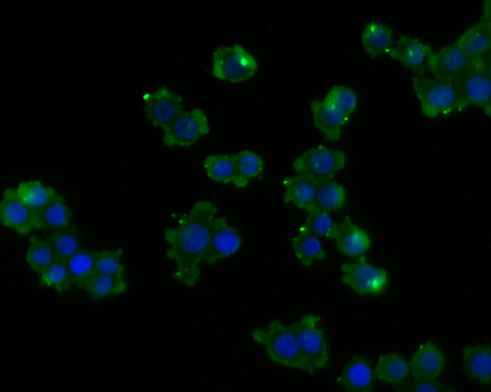 ICC staining of SLC31A1 in SW620 cells (green). Formalin fixed cells were permeabilized with 0.1% Triton X-100 in TBS for 10 minutes at room temperature and blocked with 1% Blocker BSA for 15 minutes at room temperature. Cells were probed with the primary antibody (HA720005, 1/50) for 1 hour at room temperature, washed with PBS. Alexa Fluor®488 Goat anti-Rabbit IgG was used as the secondary antibody at 1/1,000 dilution. The nuclear counter stain is DAPI (blue).