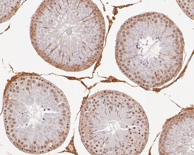 Immunohistochemical analysis of paraffin-embedded rat testis tissue using anti-MED4 antibody. The section was pre-treated using heat mediated antigen retrieval with Tris-EDTA buffer (pH 8.0-8.4) for 20 minutes.The tissues were blocked in 5% BSA for 30 minutes at room temperature, washed with ddH2O and PBS, and then probed with the primary antibody (HA720007, 1/200) for 30 minutes at room temperature. The detection was performed using an HRP conjugated compact polymer system. DAB was used as the chromogen. Tissues were counterstained with hematoxylin and mounted with DPX.