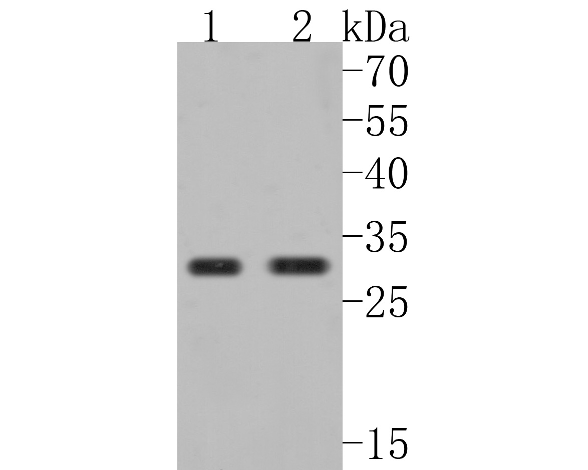 Western blot analysis of SBDS on different lysates. Proteins were transferred to a PVDF membrane and blocked with 5% BSA in PBS for 1 hour at room temperature. The primary antibody (HA720012, 1/500) was used in 5% BSA at room temperature for 2 hours. Goat Anti-Rabbit IgG - HRP Secondary Antibody (HA1001) at 1:5,000 dilution was used for 1 hour at room temperature.<br />
Positive control: <br />
Lane 1: 293T cell lysate<br />
Lane 2: HepG2 cell lysate