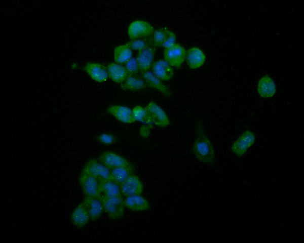 ICC staining of HDGF in F9 cells (green). Formalin fixed cells were permeabilized with 0.1% Triton X-100 in TBS for 10 minutes at room temperature and blocked with 1% Blocker BSA for 15 minutes at room temperature. Cells were probed with the primary antibody (HA720013, 1/50) for 1 hour at room temperature, washed with PBS. Alexa Fluor®488 Goat anti-Rabbit IgG was used as the secondary antibody at 1/1,000 dilution. The nuclear counter stain is DAPI (blue).