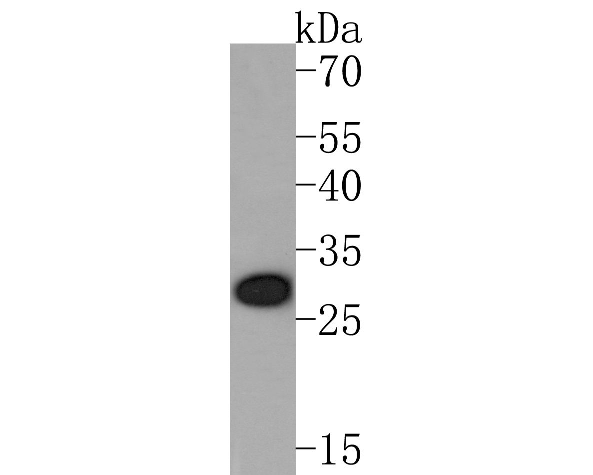 Western blot analysis of Olig3 on human placenta tissue lysates. Proteins were transferred to a PVDF membrane and blocked with 5% BSA in PBS for 1 hour at room temperature. The primary antibody (HA720016, 1/500) was used in 5% BSA at room temperature for 2 hours. Goat Anti-Rabbit IgG - HRP Secondary Antibody (HA1001) at 1:200,000 dilution was used for 1 hour at room temperature.
