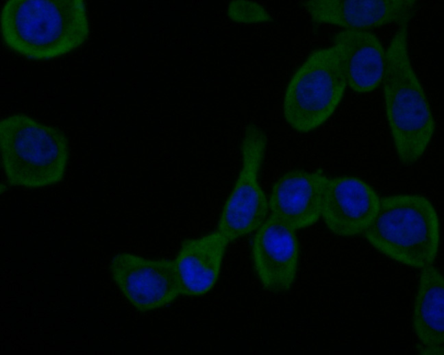 ICC staining of FAM234A in LOVO cells (green). Formalin fixed cells were permeabilized with 0.1% Triton X-100 in TBS for 10 minutes at room temperature and blocked with 1% Blocker BSA for 15 minutes at room temperature. Cells were probed with the primary antibody (M1010-1, 1/50) for 1 hour at room temperature, washed with PBS. Alexa Fluor®488 Goat anti-Mouse IgG was used as the secondary antibody at 1/1,000 dilution. The nuclear counter stain is DAPI (blue).