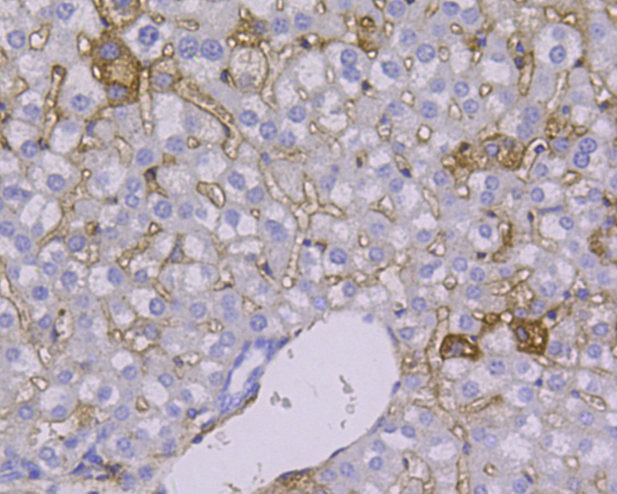 Immunohistochemical analysis of paraffin-embedded mouse stomach tissue using anti-CD166 antibody. The section was pre-treated using heat mediated antigen retrieval with Tris-EDTA buffer (pH 8.0-8.4) for 20 minutes.The tissues were blocked in 5% BSA for 30 minutes at room temperature, washed with ddH2O and PBS, and then probed with the primary antibody (M1012-7, 1/100) for 30 minutes at room temperature. The detection was performed using an HRP conjugated compact polymer system. DAB was used as the chromogen. Tissues were counterstained with hematoxylin and mounted with DPX.