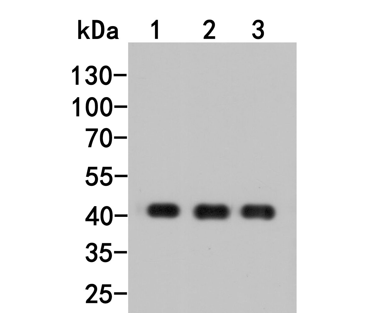 Western blot analysis of beta Actin (HRP conjugated) on different lysates. Proteins were transferred to a PVDF membrane and blocked with 5% BSA in PBS for 1 hour at room temperature. The primary antibody (M1210-5, 1/1,000) was used in 5% BSA at room temperature for 2 hours.<br />
Positive control: <br />
Lane 1: PC12 cell lysate<br />
Lane 2: Hela cell lysate<br />
Lane 3: NIH/3T3 cell lysate