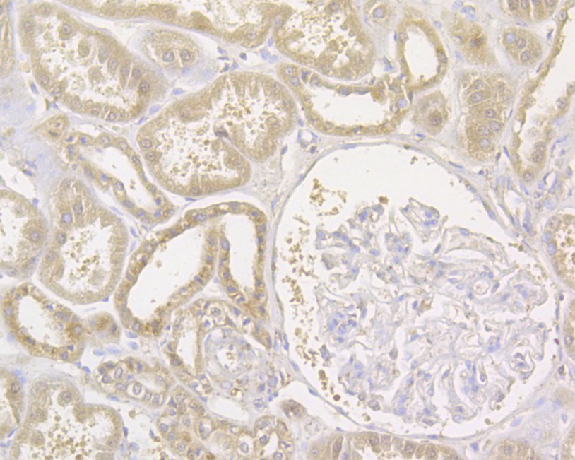 Immunohistochemical analysis of paraffin-embedded human kidney tissue using anti-Gemin 2 antibody. The section was pre-treated using heat mediated antigen retrieval with sodium citrate buffer (pH 6.0) for 20 minutes. The tissues were blocked in 5% BSA for 30 minutes at room temperature, washed with ddH2O and PBS, and then probed with the primary antibody (HA500045, 1/400)  for 30 minutes at room temperature. The detection was performed using an HRP conjugated compact polymer system. DAB was used as the chromogen. Tissues were counterstained with hematoxylin and mounted with DPX.