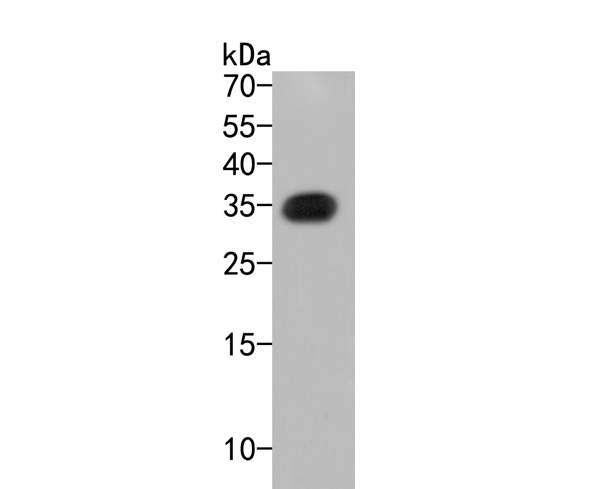 Western blot analysis of mCherry on recombinant mCherry protein lysates. Proteins were transferred to a PVDF membrane and blocked with 5% BSA in PBS for 1 hour at room temperature. The primary antibody (HA500049, 1/1000) was used in 5% BSA at room temperature for 2 hours. Goat Anti-Rabbit IgG - HRP Secondary Antibody (HA1001) at 1:5,000 dilution was used for 1 hour at room temperature.