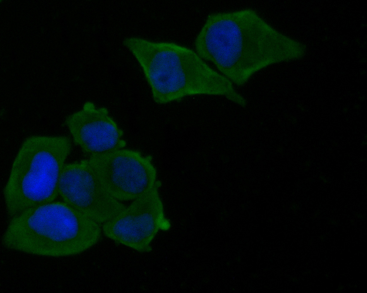 ICC staining of Munc13-4 in Hela cells (green). Formalin fixed cells were permeabilized with 0.1% Triton X-100 in TBS for 10 minutes at room temperature and blocked with 1% Blocker BSA for 15 minutes at room temperature. Cells were probed with the primary antibody (HA500052, 1/200) for 1 hour at room temperature, washed with PBS. Alexa Fluor®488 Goat anti-Rabbit IgG was used as the secondary antibody at 1/1,000 dilution. The nuclear counter stain is DAPI (blue).