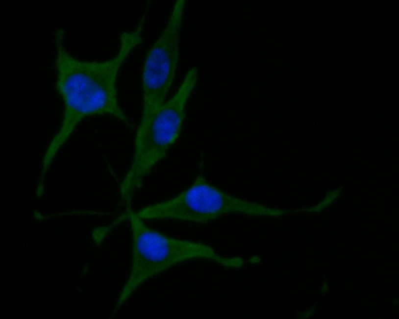 ICC staining of Munc13-4 in SHSY5Y cells (green). Formalin fixed cells were permeabilized with 0.1% Triton X-100 in TBS for 10 minutes at room temperature and blocked with 1% Blocker BSA for 15 minutes at room temperature. Cells were probed with the primary antibody (HA500052, 1/200) for 1 hour at room temperature, washed with PBS. Alexa Fluor®488 Goat anti-Rabbit IgG was used as the secondary antibody at 1/1,000 dilution. The nuclear counter stain is DAPI (blue).