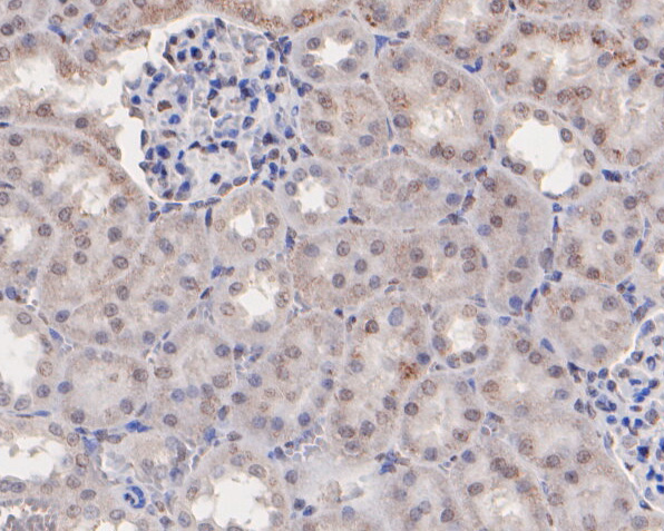 Immunohistochemical analysis of paraffin-embedded rat kidney tissue using anti-MEOX2 antibody. The section was pre-treated using heat mediated antigen retrieval with sodium citrate buffer (pH 6.0) for 20 minutes. The tissues were blocked in 5% BSA for 30 minutes at room temperature, washed with ddH2O and PBS, and then probed with the primary antibody (HA500053, 1/400)  for 30 minutes at room temperature. The detection was performed using an HRP conjugated compact polymer system. DAB was used as the chromogen. Tissues were counterstained with hematoxylin and mounted with DPX.