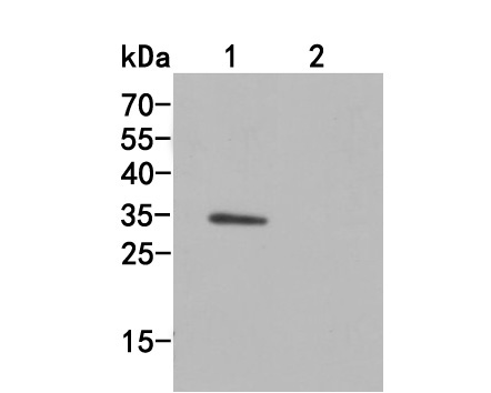 Western blot analysis of Strep-Tag II on different lysates. Proteins were transferred to a PVDF membrane and blocked with 5% BSA in PBS for 1 hour at room temperature. The primary antibody (HA500061, 1/40,000) was used in 5% BSA at room temperature for 2 hours. Goat Anti-Rabbit IgG - HRP Secondary Antibody (HA1001) at 1:5,000 dilution was used for 1 hour at room temperature.<br />
Positive control: <br />
Lane 1:  Strep-Tag II protein transfected 293F cells lysate<br />
Lane 2:  Non-transfected 293F cells lysate