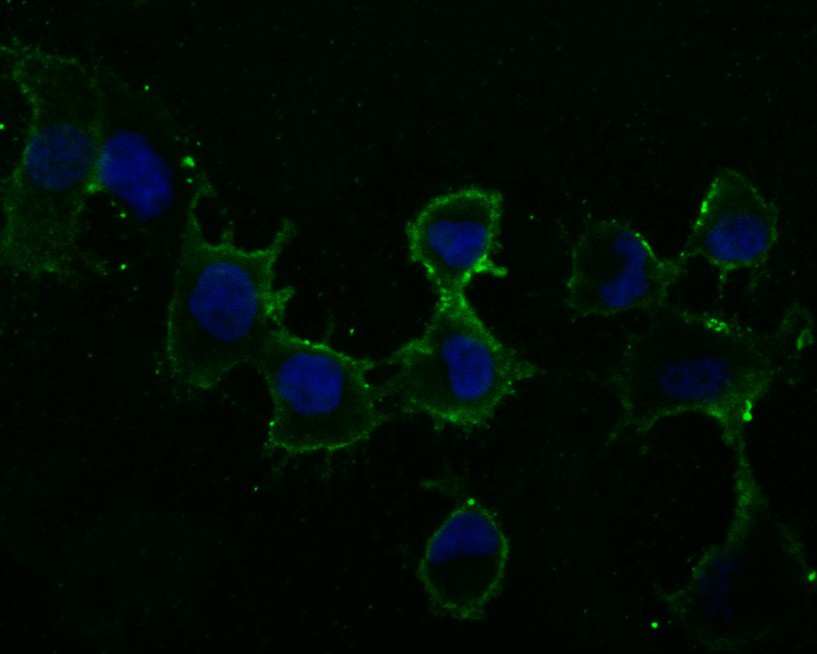 ICC staining of Scramblase 1 in HUVEC cells (green). Formalin fixed cells were permeabilized with 0.1% Triton X-100 in TBS for 10 minutes at room temperature and blocked with 1% Blocker BSA for 15 minutes at room temperature. Cells were probed with the primary antibody (HA500063, 1/50) for 1 hour at room temperature, washed with PBS. Alexa Fluor®488 Goat anti-Rabbit IgG was used as the secondary antibody at 1/1,000 dilution. The nuclear counter stain is DAPI (blue).