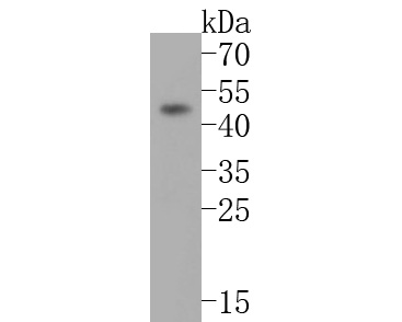 Western blot analysis of PHLDA1 on mouse brain tissue lysates. Proteins were transferred to a PVDF membrane and blocked with 5% BSA in PBS for 1 hour at room temperature. The primary antibody (HA500068, 1/500) was used in 5% BSA at room temperature for 2 hours. Goat Anti-Rabbit IgG - HRP Secondary Antibody (HA1001) at 1:5,000 dilution was used for 1 hour at room temperature.