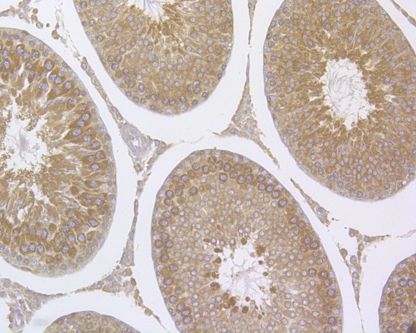 Immunohistochemical analysis of paraffin-embedded rat testis tissue using anti-RanBP1 antibody. The section was pre-treated using heat mediated antigen retrieval with sodium citrate buffer (pH 6.0) for 20 minutes. The tissues were blocked in 5% BSA for 30 minutes at room temperature, washed with ddH2O and PBS, and then probed with the primary antibody (HA500069, 1/1,000)  for 30 minutes at room temperature. The detection was performed using an HRP conjugated compact polymer system. DAB was used as the chromogen. Tissues were counterstained with hematoxylin and mounted with DPX.