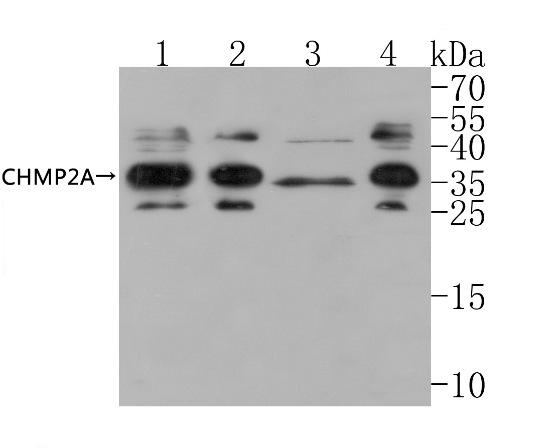 Western blot analysis of CHMP2A on different lysates. Proteins were transferred to a PVDF membrane and blocked with 5% BSA in PBS for 1 hour at room temperature. The primary antibody (HA500070, 1/500) was used in 5% BSA at room temperature for 2 hours. Goat Anti-Rabbit IgG - HRP Secondary Antibody (HA1001) at 1:5,000 dilution was used for 1 hour at room temperature.<br />
Positive control: <br />
Lane 1: SW480 cell lysate<br />
Lane 2: A431 cell lysate<br />
Lane 3: HepG2 cell lysate<br />
Lane 4: SW480 cell lysate