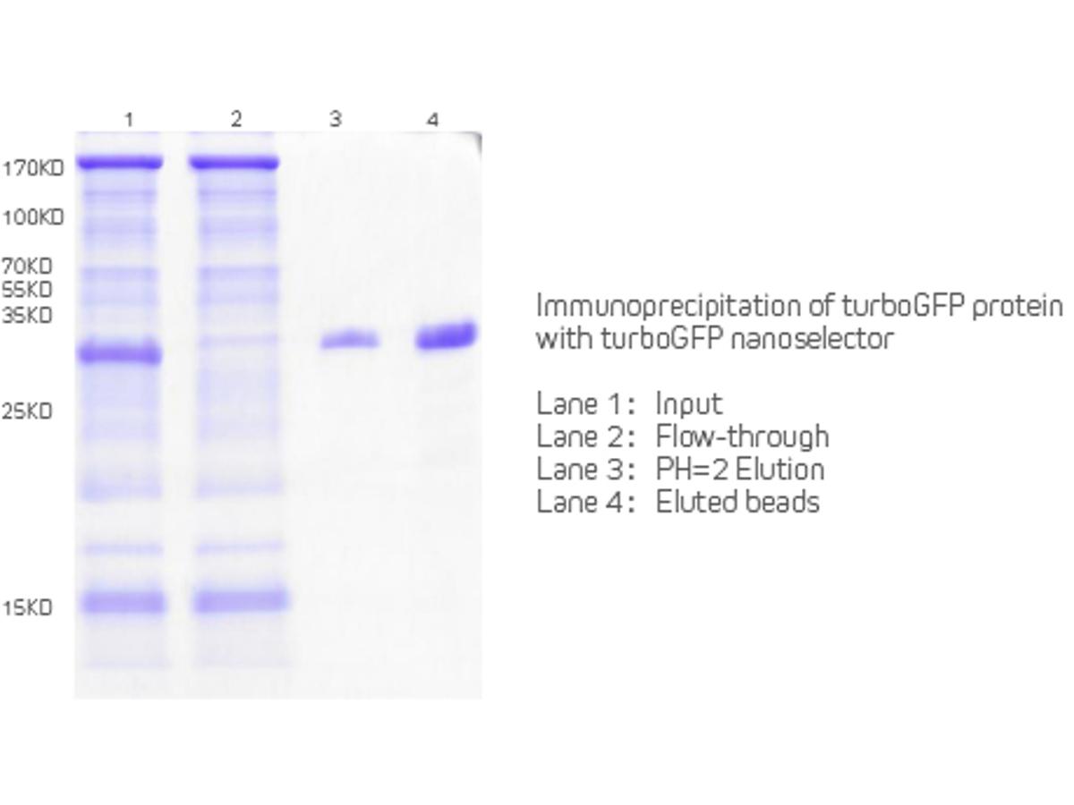Immunoprecipitation of turboGFP protein with turboGFP Nanoselector Agarose<br />
 <br />
 Lane 1:Input<br />
 Lane 2: Flow-through<br />
 Lane 3: PH=2 Elution<br />
 Lane 4: Eluted Beads