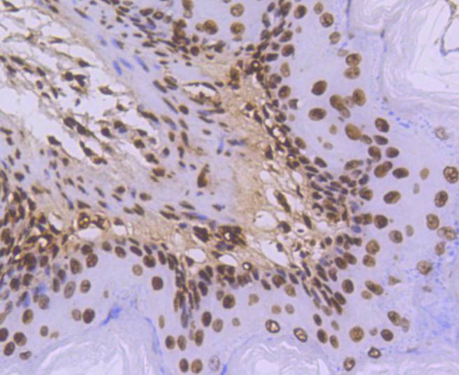 Immunohistochemical analysis of paraffin-embedded mouse stomach tissue using anti-Histone H3.3 antibody. The section was pre-treated using heat mediated antigen retrieval with Tris-EDTA buffer (pH 8.0-8.4) for 20 minutes.The tissues were blocked in 5% BSA for 30 minutes at room temperature, washed with ddH2O and PBS, and then probed with the primary antibody (ET1609-59, 1/200) for 30 minutes at room temperature. The detection was performed using an HRP conjugated compact polymer system. DAB was used as the chromogen. Tissues were counterstained with hematoxylin and mounted with DPX.