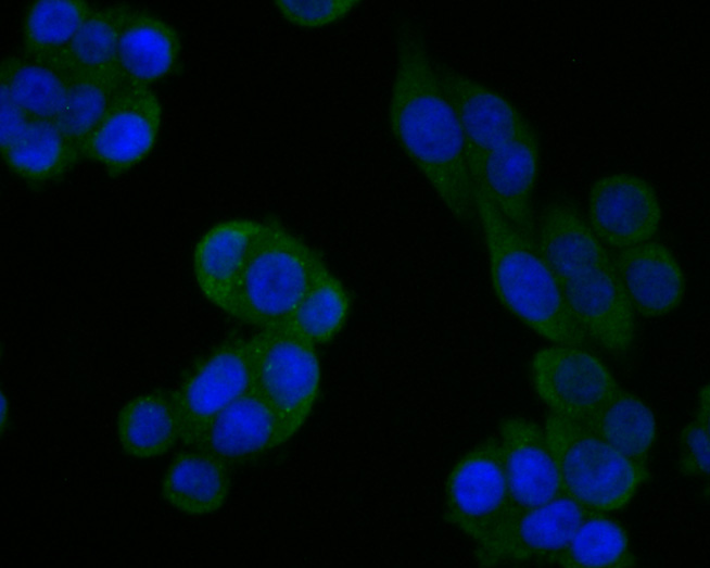 ICC staining of JNK2 in HT-29 cells (green). Formalin fixed cells were permeabilized with 0.1% Triton X-100 in TBS for 10 minutes at room temperature and blocked with 1% Blocker BSA for 15 minutes at room temperature. Cells were probed with the primary antibody (HA500110, 1/200) for 1 hour at room temperature, washed with PBS. Alexa Fluor®488 Goat anti-Rabbit IgG was used as the secondary antibody at 1/1,000 dilution. The nuclear counter stain is DAPI (blue).
