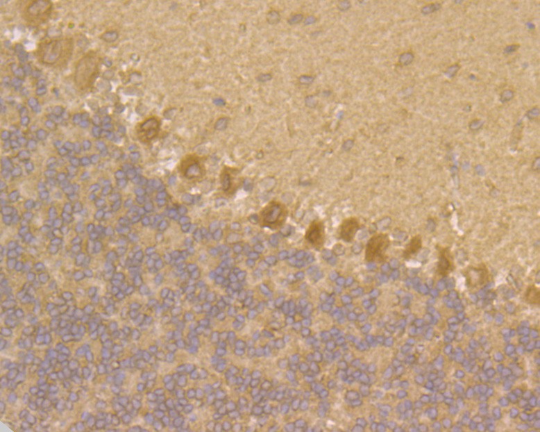 Immunohistochemical analysis of paraffin-embedded rat cerebellum tissue using anti-JNK2 antibody. The section was pre-treated using heat mediated antigen retrieval with sodium citrate buffer (pH 6.0) for 20 minutes. The tissues were blocked in 5% BSA for 30 minutes at room temperature, washed with ddH2O and PBS, and then probed with the primary antibody (HA500110, 1/50)  for 30 minutes at room temperature. The detection was performed using an HRP conjugated compact polymer system. DAB was used as the chromogen. Tissues were counterstained with hematoxylin and mounted with DPX.